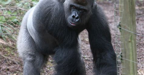 Now Thats Gorilla Warfare Giant Silverback Goes Ape When Zoo Visitors