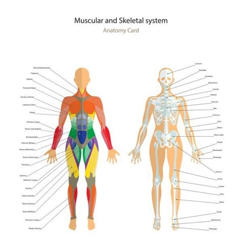 Anatomy Guide Female Skeleton And Muscles Map With Explanations Front