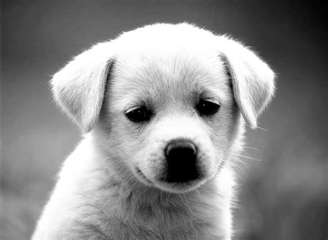 Funny Puppy Dog Black And White Pictures Black And White Photography
