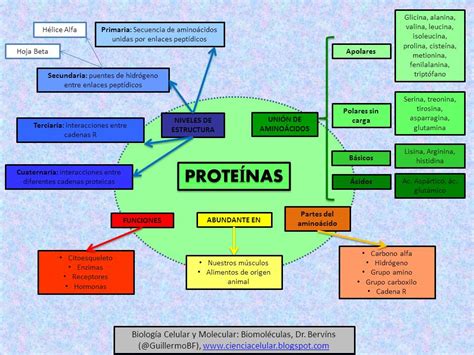 Mapa Mental De Proteinas Edulearn