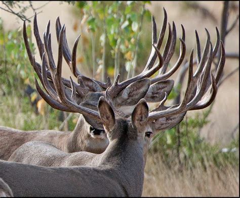 So Many Antlers Mule Deer Hunting Mule Deer Buck Moose Deer Whitetail Deer Pictures Deer