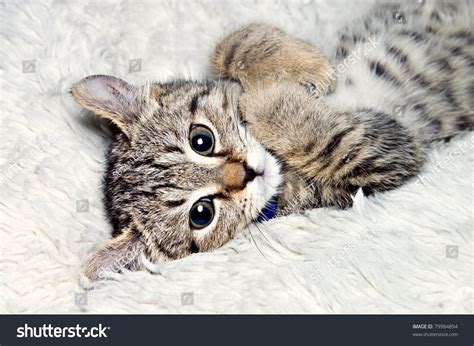 Highland lynx for sale in harrisburg, pennsylvania. Cute Highland Lynx Kitten On Back Stock Photo 79984894 ...