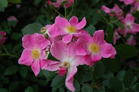 Nearly Wild Shrub Rose Rosa Nearly Wild In Inver Grove Heights