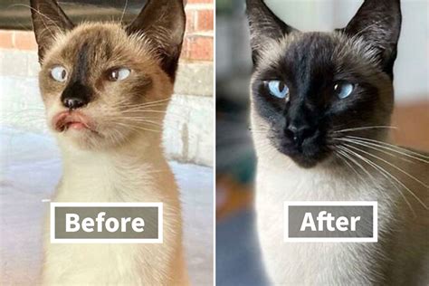 50 People Share How Their Beloved Cats Have Changed Since Being Adopted