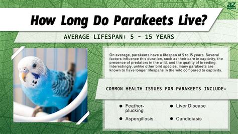 Parakeet Lifespan How Long Do Parakeets Live A Z Animals