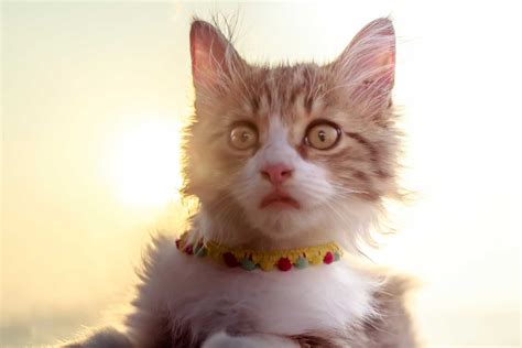 Small meduim large dogs cats, chihuahua, labrador, golden retriever. Cat Behavior: 17 Things Your Cat Wants to Tell You ...