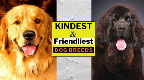 10 Kindest And Friendliest Dog Breeds Youtube