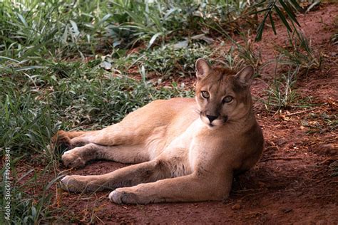 Plakat A Onça Parda Ou Puma Também Conhecida No Brasil Por Suçuarana E