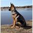When Do German Shepherd Puppy Ears Stand Up  Dogs Health Problems