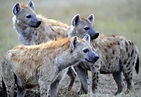 Interesting facts about hyenas | Just Fun Facts