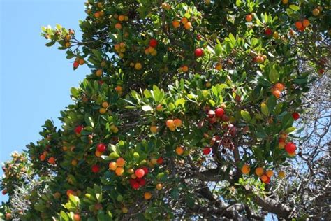 Big Colorful Fruit Tree Picture Hi Res 720p Hd