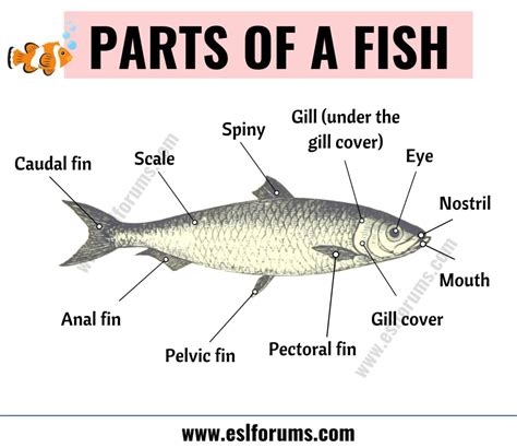 Fish Anatomy Different Parts Of A Fish With Esl Picture Esl Forums