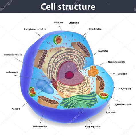 La Estructura De Las Células Humanas Ilustración Vectorial 2024