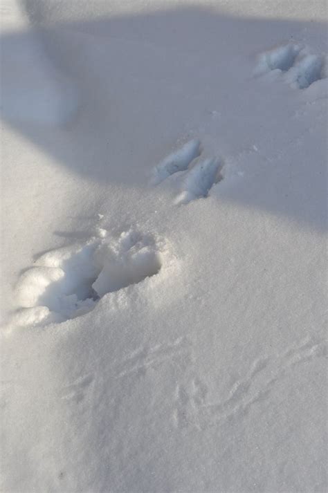 Animal Tracks In The Snow Greening Sam And Avery