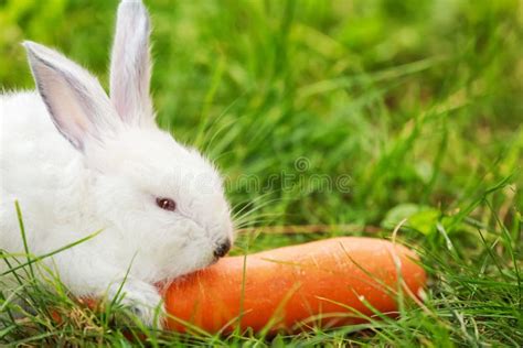 2219 Rabbit Eating Carrot Stock Photos Free And Royalty Free Stock