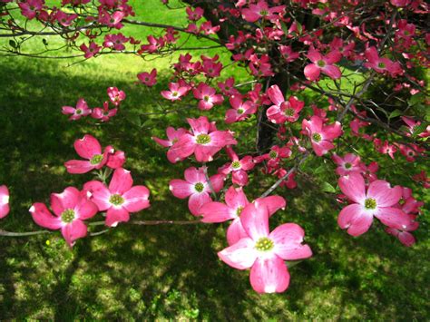 Pink Dogwood Tree Spring Flowers Free Nature Pictures By