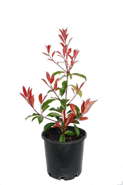 Photinia Red Robin For Sale Spring Colours Nursery
