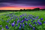 The Top 10 Things to Do in the Texas Hill Country