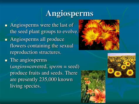 Ppt Plant Taxonomy Powerpoint Presentation Free Download Id3041218