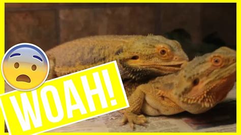 Bearded Dragons Breeding Youtube