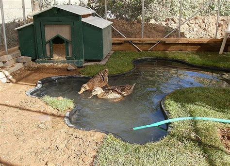 How does one keep a duck pond clean? Duck enclosure, Ducks and Ponds on Pinterest