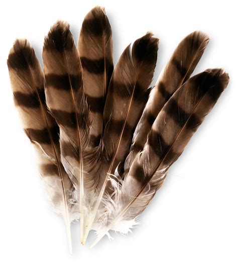 Bird Feathers Types Of Feathers Dk Find Out