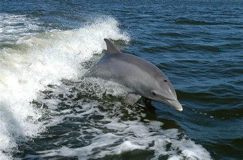 Kostenloses Foto Delphin Bottlenose Delfine Tiere Kostenloses