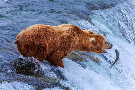 Watch Giant Brown Bears Catching Salmon On The Katmai Bear Cam Lonely