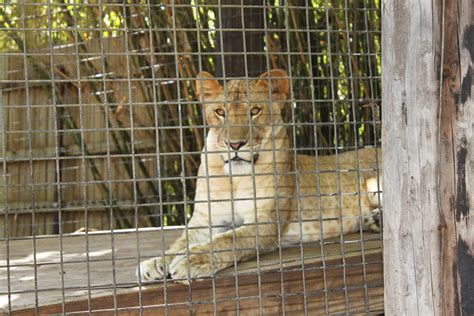 Free Images Female Wildlife Wild Zoo Predator Fauna Lion