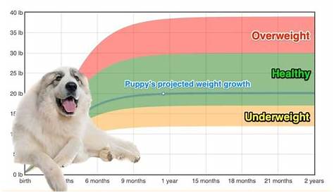 great pyrenees growth chart female