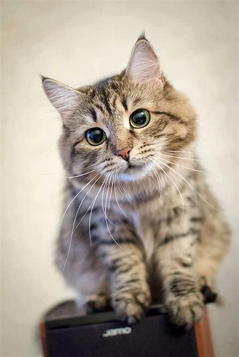 17 Best Images About Cute Tabby On Pinterest Tabby Cats