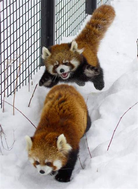 Red Pandas Playing In The Snow Raww