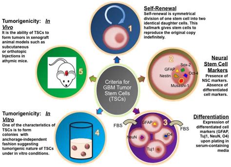 Cancers Free Full Text Glioblastoma Stem Like Cells—biology And