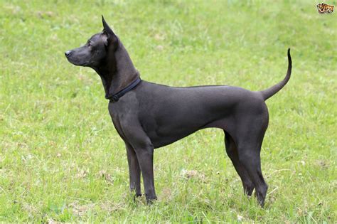 Thai Ridgeback Dog Breed Facts Highlights And Buying