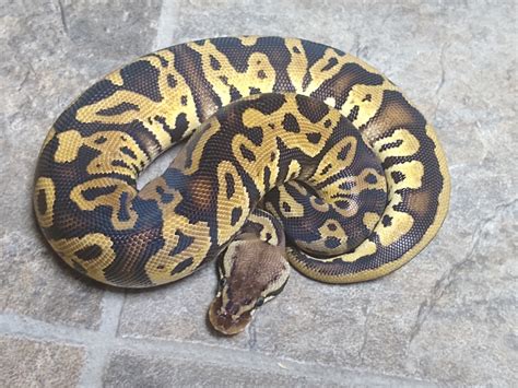 Leopard Pastel Ball Python By Exactly Exotics Morphmarket