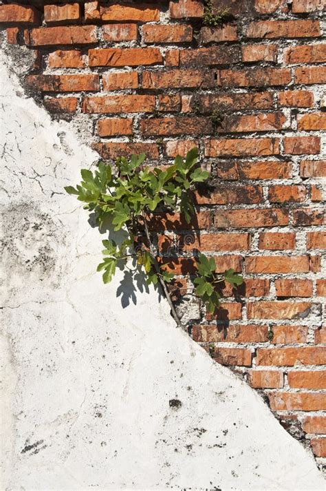 Italy Plant Growing Brick Wall Close Up Stock Photos Free And Royalty