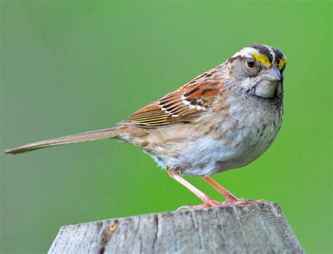 White Throated Sparrow Birds Calgary