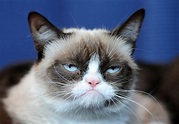 Grumpy Cat - Pictures, Breed, Personality, History, Information | Animals Adda