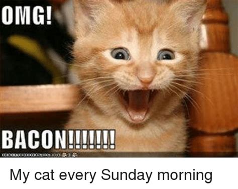 Omg Bacon My Cat Every Sunday Morning Omg Meme