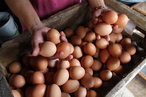 Ide kreatif dengan membuat frame poto dengan bahan : Harga Telur Ayam Ras Bergerak Naik - Medcom.id