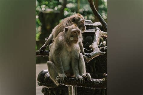 Socially Adept Monkeys Have Superior Impulse Control Study