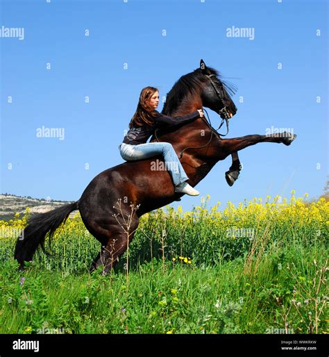 Stallion Rearing High Resolution Stock Photography And Images Alamy