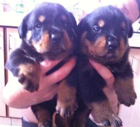 We do offer affordable delivery to buyers living other states.all our puppies are vaccinated,akc. Homebreed Rottweiler puppies FOR SALE ADOPTION from Perak ...