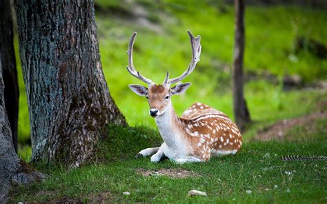 Download European Fallow Deer Antler Buck Animal Deer Hd Wallpaper