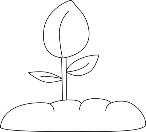 Free Black And White Plant Download Free Black And White Plant Png