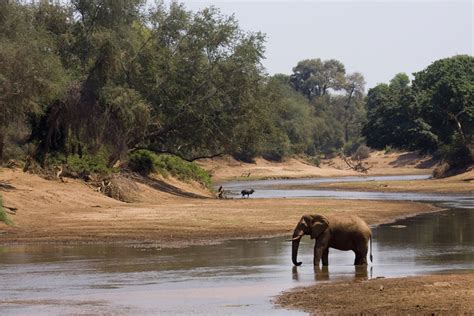 Kruger National Park Wildlife Location In South Africa Africa