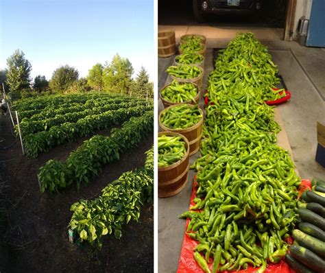 How To Prune Pepper Plants For Maximum Yield Pepper Plants Plants Prune