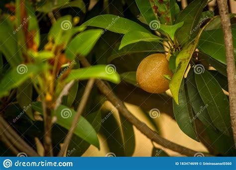 From the first harvest, he sold produce worth tk 10,000 and gave away the rest, worth about tk 70,000, to his relatives and neighbours. Sapodilla Fruit / Chikoo Fruit On The Tree With Green ...