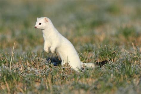 900 Snow Weasel Stock Photos Pictures And Royalty Free Images Istock