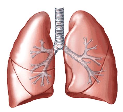 The lungs of humans are typical of this type of lung. Anatomy Game Yay Flashcards by ProProfs